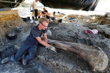 L'équipe de paléontologues d'Angeac-Charente, près d'Angoulême, a trouvé un fémur de dinosaure de 2 mètres et 400 kilos, en très bon état malgré ses 140 millions d'ann&ea