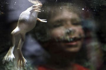 Des chercheurs sont parvenus à faire repousser des pattes de grenouilles