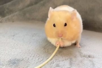 Des hamsters génétiquement modifiés se transforment en zombies ultra-violents