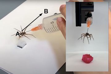 Des ingénieurs transforment une araignée morte en robot