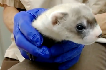 Des scientifiques américains clonent pour la première fois un animal en voie de disparition