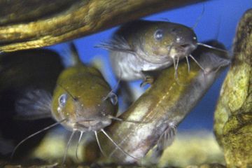 Des scientifiques dévoilent les communications sonores des poissons