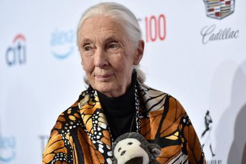 Jane Goodall n'exclut pas que le Bigfoot existe