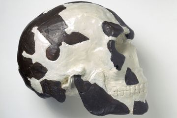 L'un des plus anciens fossiles d'Homo sapiens a en fait 230.000 ans