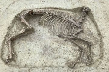 Le squelette d'un cheval sans tête découvert en Allemagne