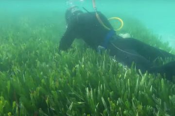 On a découvert la plus grande plante du monde