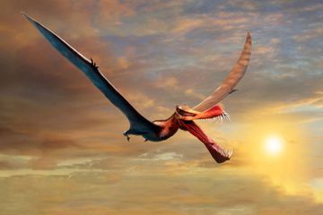 Quand un dragon planait sur l'Australie