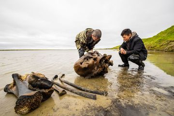 Un squelette de mammouth bien conservé découvert en Sibérie