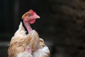 Abattages massifs dans le Sud-Ouest pour endiguer la grippe aviaire