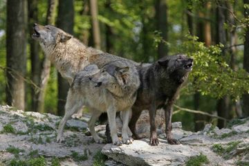 Alpes Maritimes: après les crues dévastatrices, place aux loups errants