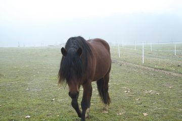 Attaques de chevaux: le gouvernement passe à l'action