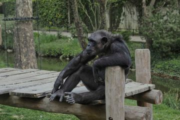 Coronavirus : Zoos et parcs d'attractions vides, des loisirs en souffrance