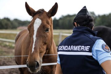 Deux-Sèvres: un cheval retrouvé mort avec les oreilles et l'appareil génital découpés