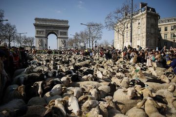 En images, 2000 brebis défilent sur les Champs-Élysées