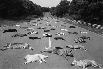 Dans les archives de Match - La photo de la honte : été 1980, 140 chiens euthanasiés en deux jours