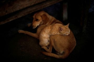 Gare au gel hydroalcoolique sur les chiens et les chats