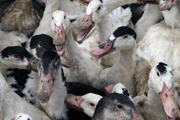 Grippe aviaire: après la Corse, un deuxième foyer détecté en France
