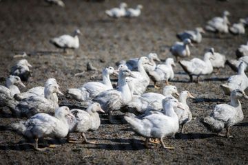 Grippe aviaire : un foyer dans les Hautes-Pyrénées, 17 autres en France