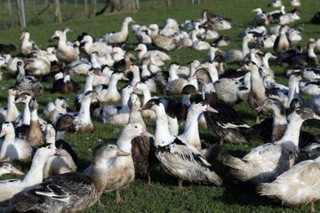Grippe aviaire : une première contamination de canards d'élevage dans les Landes