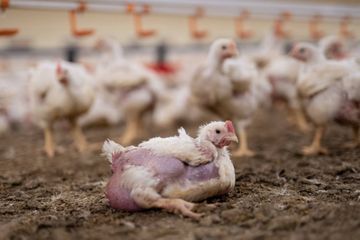 Julie Depardieu dénonce la souffrance des poulets à croissance rapide