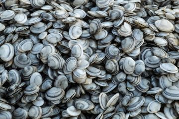 La gastro-entérite n'épargne pas les coquillages