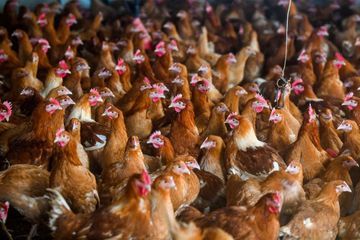 La grippe aviaire réapparait dans une basse-cour de Haute-Savoie