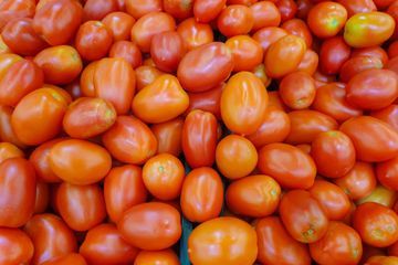 Le virus de la tomate surveillé de très près