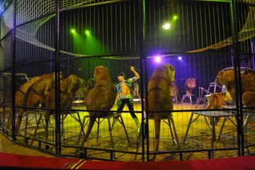 Les cirques itinérants progressivement interdits d'animaux sauvages