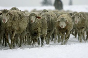 Mobilisation en Savoie pour sauver 6 000 animaux bloqués par la neige