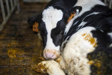 Nouvelles images de maltraitances sur des veaux
