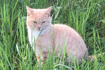 Stérilisation des chats errants : le pouvoir des maires