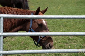 Un cheval blessé au couteau en Côte-d'Or : deux suspects recherchés