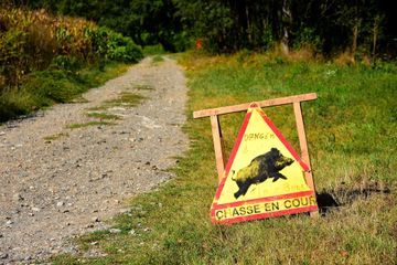 Un octogénaire tué dans un accident de chasse dans le Finistère