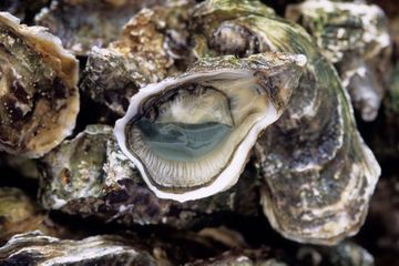 Un ostréiculteur de l'île de Ré se fait voler trois tonnes d'huîtres