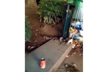 Une vidéo de rats à Paris choque les internautes