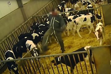 Violences sur des veaux dans le Finistère : le parquet ouvre une enquête