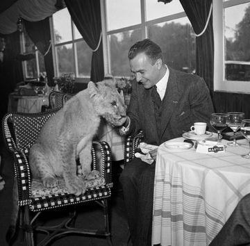 Une jeune lionne accueillante
