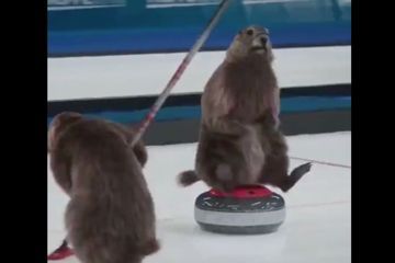 Le succès inattendu des marmottes de France 3 aux Etats-Unis