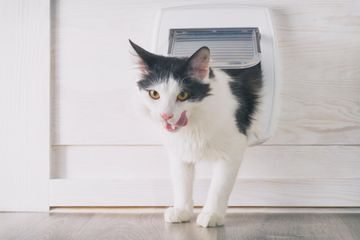 Comment choisir une chatière électronique pour son domicile ?
