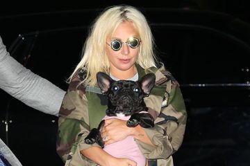 Le promeneur de chiens de Lady Gaga agressé par balles, deux bouledogues volés