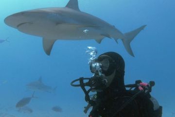 Will Smith surpasse sa phobie et plonge avec les requins