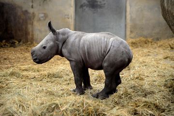 Un bébé rhinocéros baptisé 
