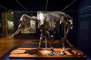 Le célèbre éléphant de Louis XIV était en fait une éléphante