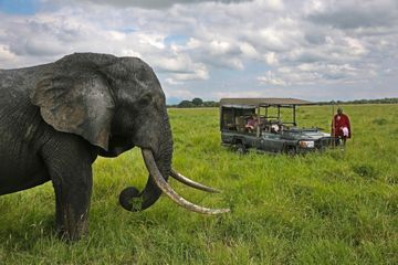 Tanzanie : une expérience unique au contact des animaux