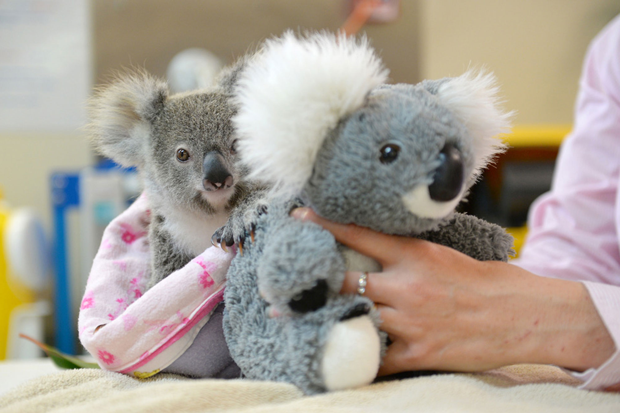 Colette Koala Haggerty