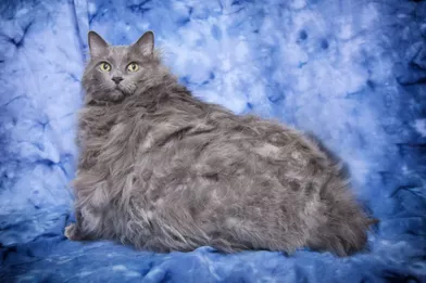 King Leo Le Chat Obese Est Mort