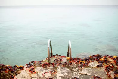 A Cuba, les crabes prennent le pouvoir