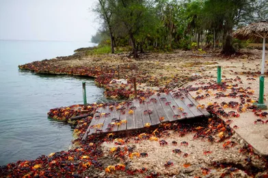 Dans laBaie des Cochons à Cuba, des milliers de crabes arpentent les routes pour aller déposer leurs oeufs dans l'océan.