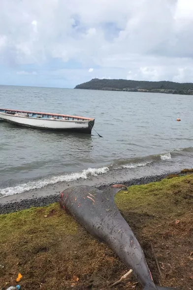 Un dauphin échoué sur les côtes mauriciennes.