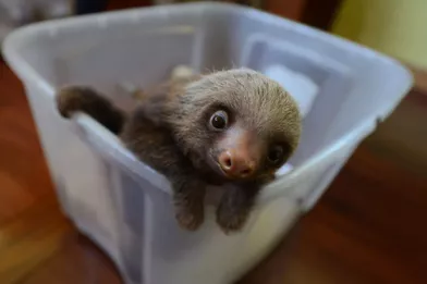 Bebe Paresseux Mignons Mais Menaces